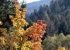 SOUTH FORK FALL 2 